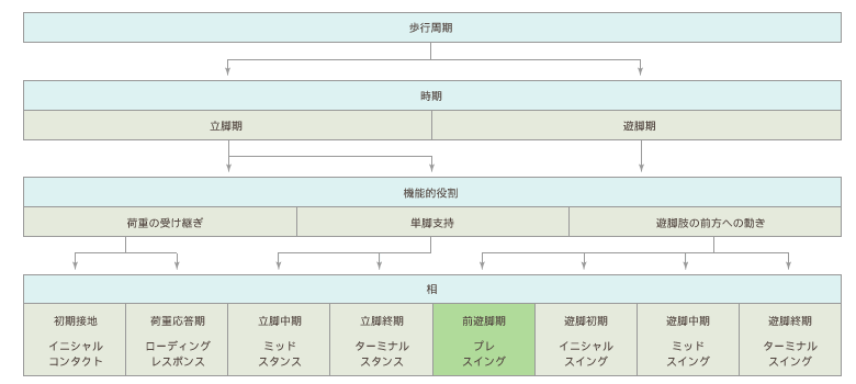 歩行周期分類